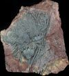 Moroccan Crinoid (Scyphocrinites) Fossil #36325-1